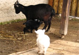 Pygmy Goat Hay Rack How to Raise and Care for Pygmy Goats