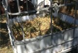 Pygmy Goat Hay Rack Ibc tote Turned to Diy Hay Feeder for Calves Great for Goats or