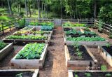 Raised Vegetable Garden Beds Three Key Benefits Of Gardening In Raised Beds Growing A Greener