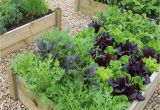 Raised Vegetable Garden Beds why Use A Raised Bed for Vegetable Gardening Our top 10 List