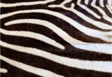 Real Zebra Rug Price 17 Best A Great Room Images On Pinterest Zebra Rugs Animal Prints