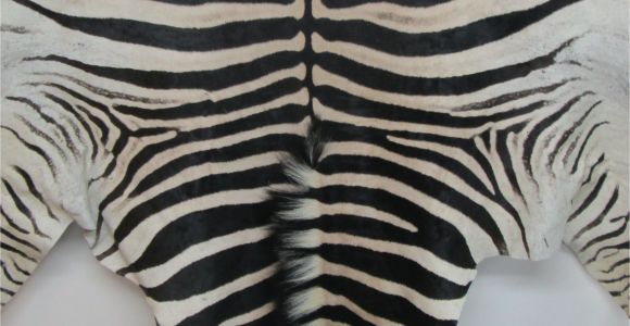 Real Zebra Rug Price Www Lapco Co Nz Leather Suppliers Auckland New Zealand Genuine