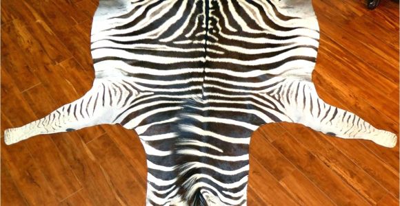 Real Zebra Skin Rug Uk Authentic Trophy Grade Real Zebra Hide