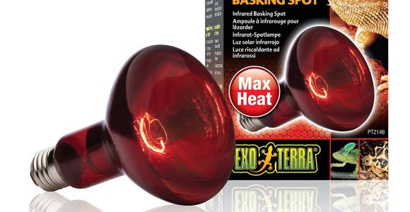 Red Heat Lamp for Chickens Amazon Com Exo Terra Heat Glo Infrared Spot Lamp 150 Watt 120