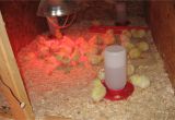 Red Heat Lamp for Chickens Build A Brooder for Baby Chicks