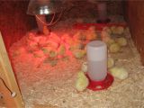 Red Heat Lamp for Chickens Build A Brooder for Baby Chicks