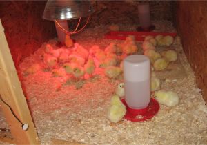 Red Heat Lamp for Chickens Build A Brooder for Baby Chicks
