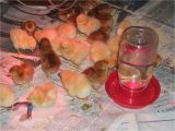 Red Heat Lamp for Chickens Reader Questions Heat Lamps and Baby Chicks Community Chickens