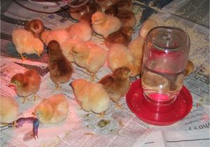 Red Heat Lamp for Chickens Reader Questions Heat Lamps and Baby Chicks Community Chickens