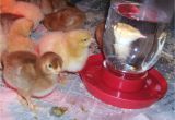 Red Heat Lamp for Chickens Reader Questions Heat Lamps and Baby Chicks Community Chickens