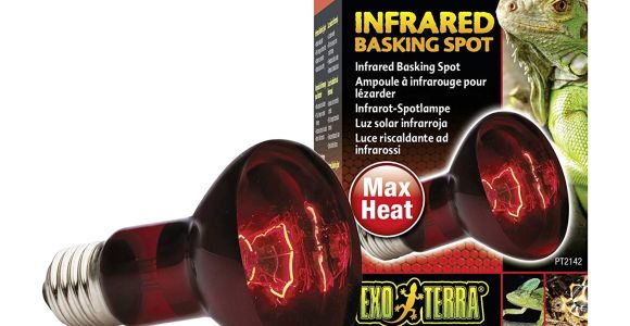 Red Heat Lamp for Dogs Amazon Com Exo Terra Heat Glo Infrared Spot Lamp 75 Watt 120 Volt