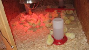 Red or White Heat Lamp for Chickens Build A Brooder for Baby Chicks