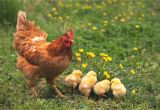 Red or White Heat Lamp for Chickens How to Hatch Chicks with A Broody Hen