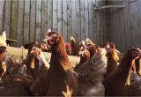 Red or White Heat Lamp for Chickens Learn How to Raise Chickens for Meat