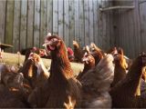 Red or White Heat Lamp for Chickens Learn How to Raise Chickens for Meat