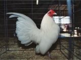 Red or White Heat Lamp for Chickens White Old English Bantam Chickens Cackle Hatchery