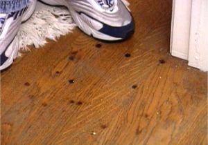 Removing Glue Residue From Hardwood Floors How to Remove Burn Marks On A Hardwood Floor Hgtv