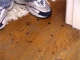 Removing Sticky Glue From Hardwood Floors How to Remove Burn Marks On A Hardwood Floor Hgtv