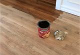 Renew Hardwood Floors Products Awesome Hardwood Flooring Products Adventures In Staining My Red Oak