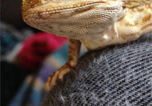 Reptile Flooring for Bearded Dragon 5 Month Beardie with Vitamin A Od New Symptoms Bearded Dragon org