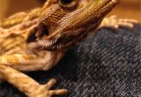 Reptile Flooring for Bearded Dragon 5 Month Beardie with Vitamin A Od New Symptoms Bearded Dragon org