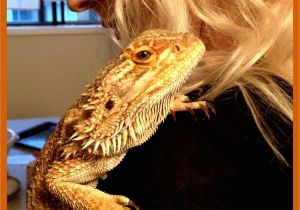Reptile Flooring for Bearded Dragon Bearded Dragons Love to Cuddle Dragon Pinterest Bearded Dragon