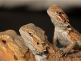 Reptile Flooring for Bearded Dragon Best Bearded Dragon Bedding Review Petclub24