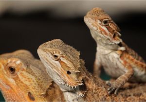 Reptile Flooring for Bearded Dragon Best Bearded Dragon Bedding Review Petclub24
