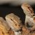 Reptile Flooring for Bearded Dragon Best Bearded Dragon Bedding Review Petclub24