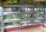 Reptile Rack System Uk Reptile Room Google Search Snake Room Pinterest Reptile Room