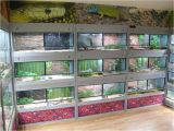 Reptile Rack System Uk Reptile Room Google Search Snake Room Pinterest Reptile Room