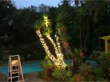 Rope Light Palm Tree How to Wrap Trees with Outdoor Lights