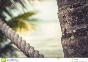 Rope Light Palm Tree Tropical Beach with Palm Trees During Sunset as Summer Vacation