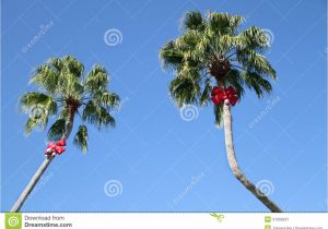 Rope Light Palm Tree What A Fun Way to Decorate Palm Trees for Christmas for the Daytime