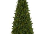 Skinny Decorative Pine Trees Foxtail Christmas Pine Tree Treetopia