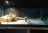 Slate Tile Flooring for Bearded Dragon Does My Bearded Dragon S Cage Setup Look Up to Par Beardeddragons