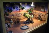 Slate Tile Flooring for Bearded Dragon Slate Tiles for Bearded Dragons Video and S Lovely Ceramic Tiles