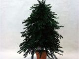 Small Decorative Pine Trees Make A Dollhouse Christmas Trees From Lycopodium Moss