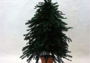 Small Decorative Pine Trees Make A Dollhouse Christmas Trees From Lycopodium Moss