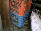 Small Goat Hay Rack Hay Feeder for Goats Youtube