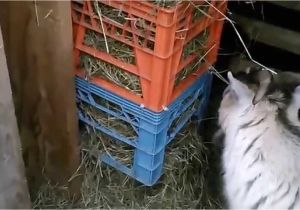 Small Goat Hay Rack Hay Feeder for Goats Youtube