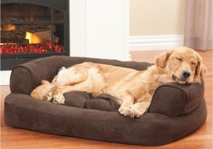 Snoozer Overstuffed sofa Pet Bed Reviews Dog Beds sofas Overstuffed Luxury sofa Drs Foster and Smith