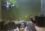 Star Wars Fish Tank Decorations New Shrimp Tank Setup Lego Fish Tank Cherryshrimp Scubadiver