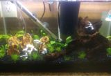 Star Wars themed Fish Tank Decorations Pin by Justin Stubbs On Star Wars Fish Tank Pinterest Fish Tanks