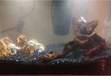 Star Wars themed Fish Tank Decorations Star Wars at at 10 Gallon Aquarium Star Wars Fish Tank Pinterest