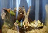 Star Wars themed Fish Tank Decorations Star Wars Dagobah Terrarium Terrariums Pinterest Terraria