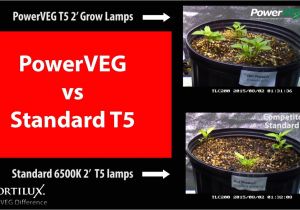 T5 Veg Light Powerveg T5 Grow Light Time Lapse Test Vs Standard T5s Youtube