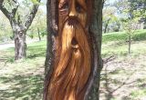 Tree Faces Garden Art Live Tree Woodspirit Wood Carving Projects Plans Pinterest