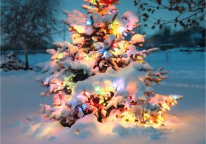Twinkle Light Christmas Tree A Wonderful Christmas Scene something About Christmas Time