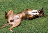 Using A Heat Lamp for Dogs Keeping Your Dog Intact whole Dog Journal